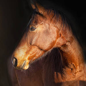 Portrait Of A Bay Horse Head On A Dark Background. Banner With Space For Text